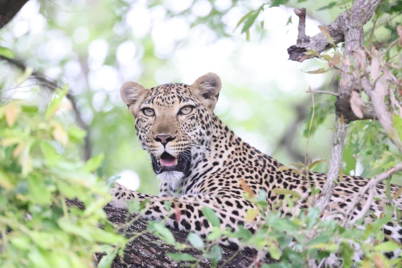 Karongwe Portfolio - Kuname Lodge Karongwe Game Reserve Kültér fotó