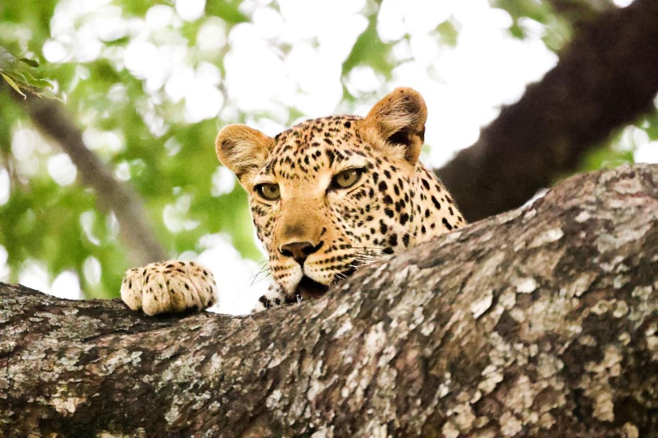 Karongwe Portfolio - Kuname Lodge Karongwe Game Reserve Kültér fotó