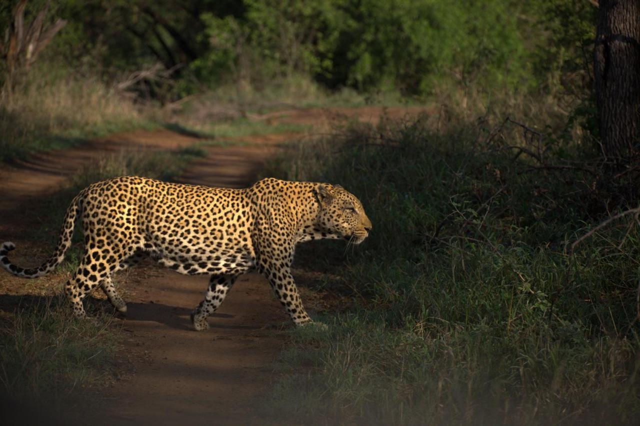 Karongwe Portfolio - Kuname Lodge Karongwe Game Reserve Kültér fotó