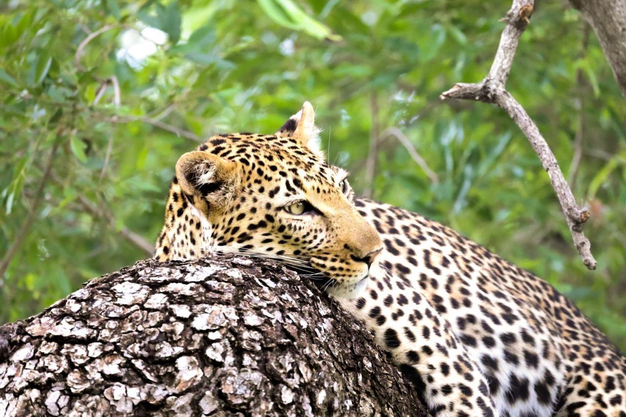 Karongwe Portfolio - Kuname Lodge Karongwe Game Reserve Kültér fotó