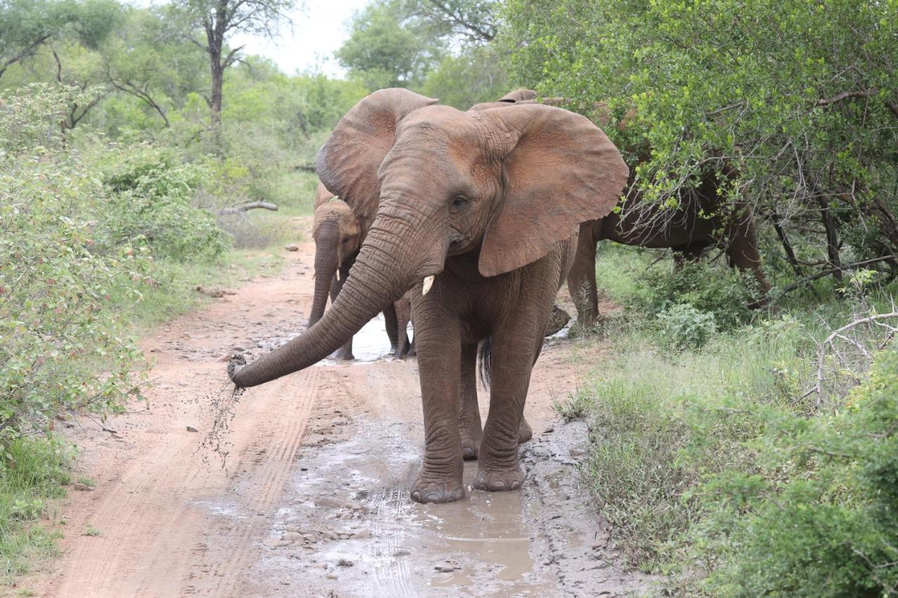Karongwe Portfolio - Kuname Lodge Karongwe Game Reserve Kültér fotó