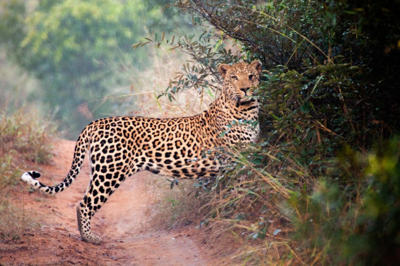 Karongwe Portfolio - Kuname Lodge Karongwe Game Reserve Kültér fotó