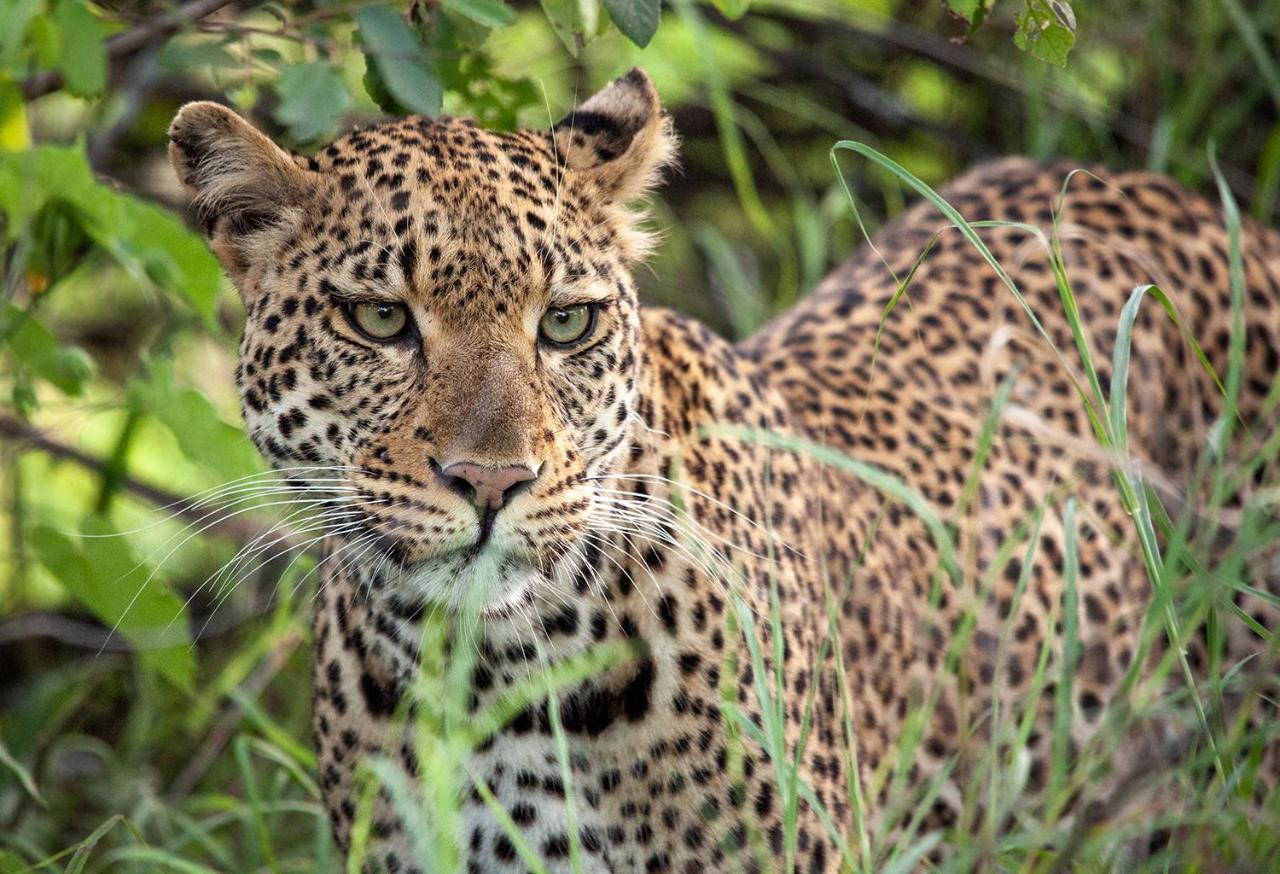 Karongwe Portfolio - Kuname Lodge Karongwe Game Reserve Kültér fotó