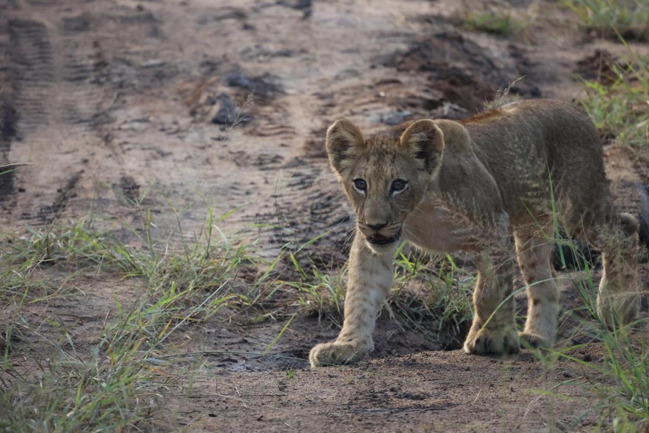 Karongwe Portfolio - Kuname Lodge Karongwe Game Reserve Kültér fotó