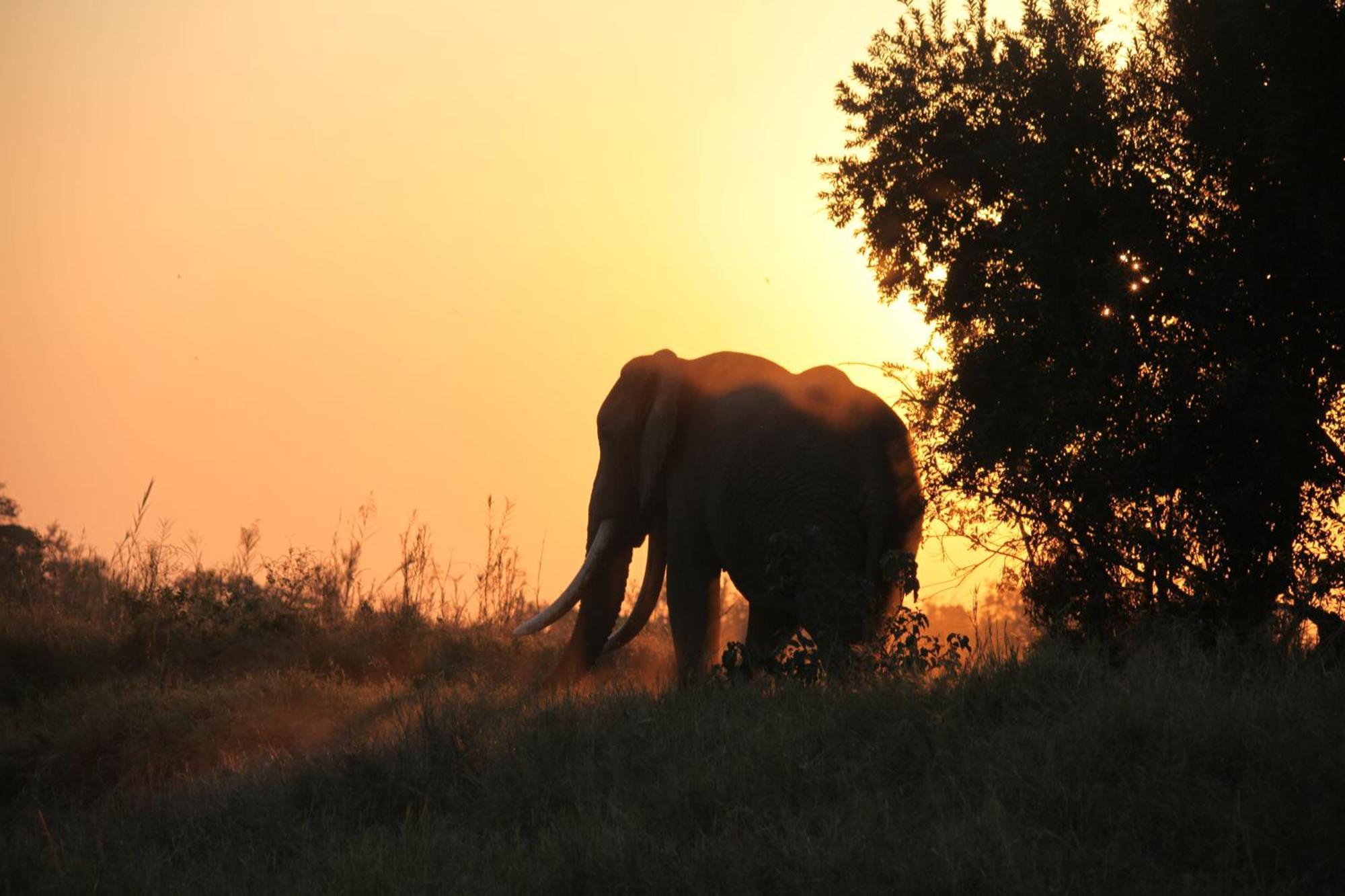 Karongwe Portfolio - Kuname Lodge Karongwe Game Reserve Kültér fotó