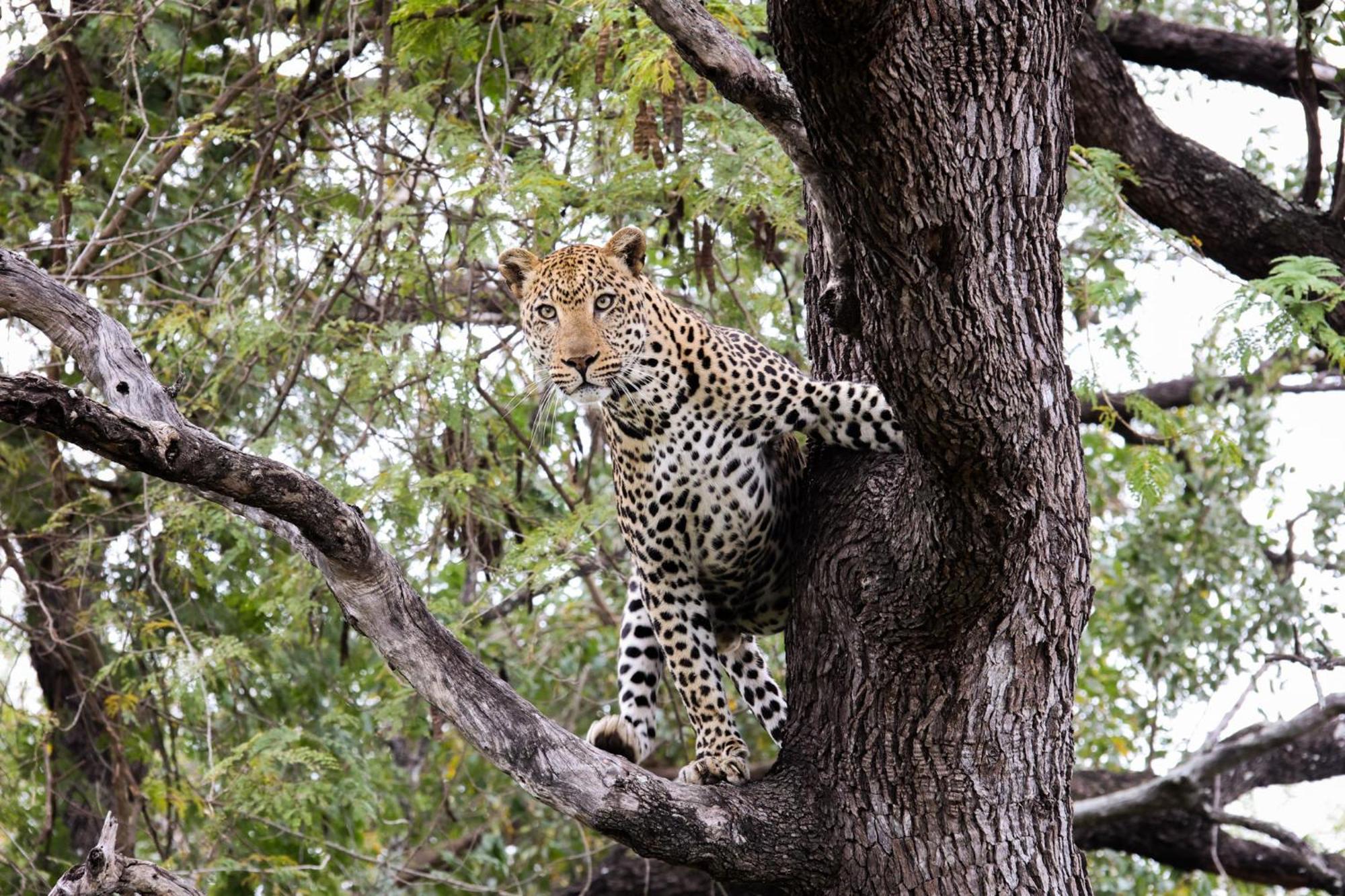 Karongwe Portfolio - Kuname Lodge Karongwe Game Reserve Kültér fotó