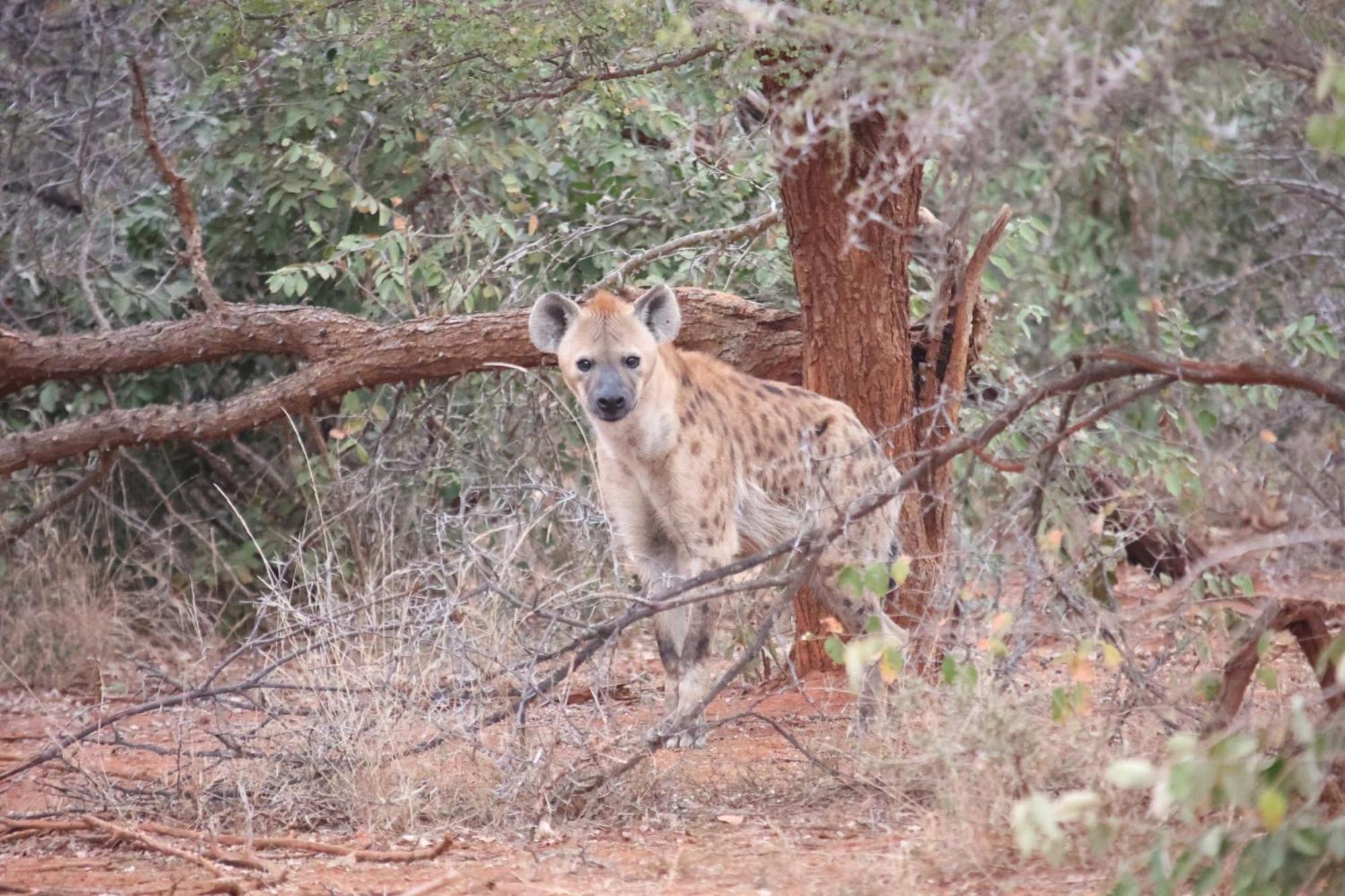 Karongwe Portfolio - Kuname Lodge Karongwe Game Reserve Kültér fotó